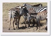 07IntoNgorongoro - 056 * Burchell's Zebra.